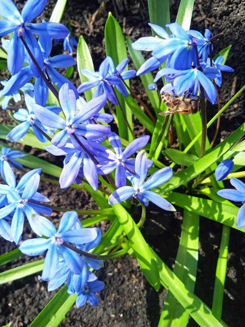 Как я провела первые апрельские выходные: чем занималась дома и на даче. Мои фотографии