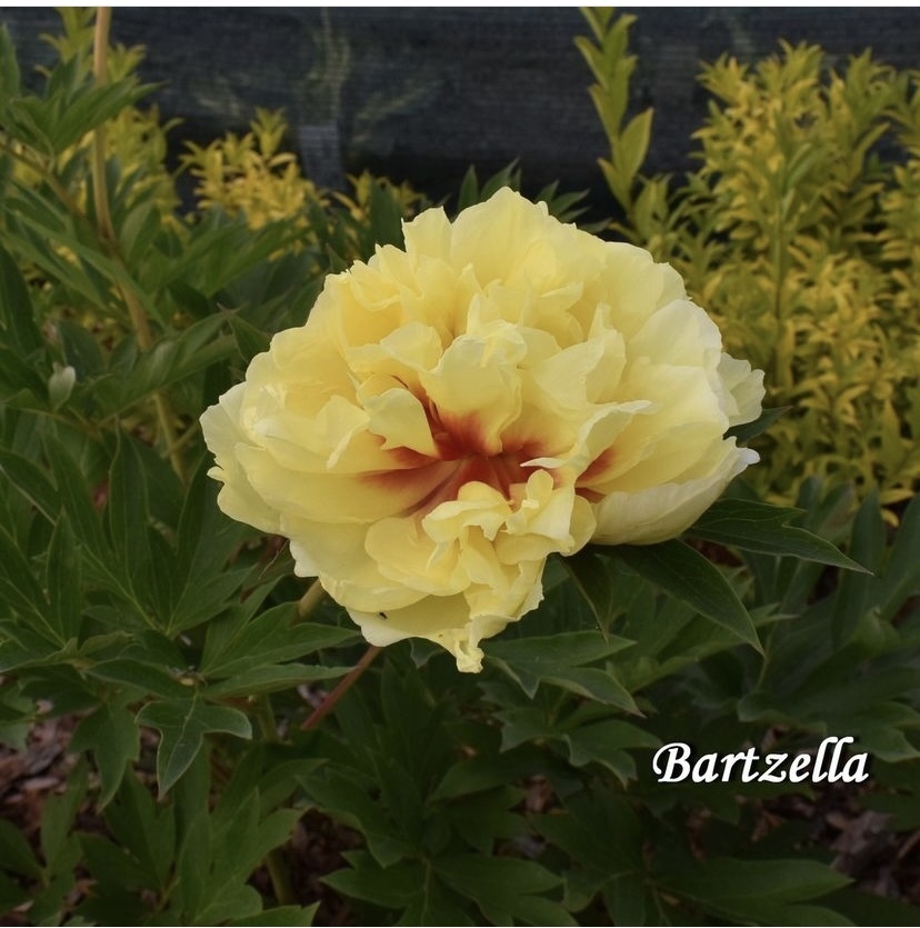 Полив огородных культур в жару