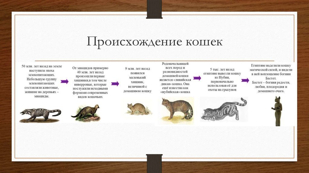 Как выглядели первые коты Легенды о происхождении кошек