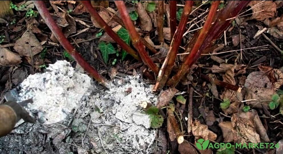 Чем удобрять малину весной?