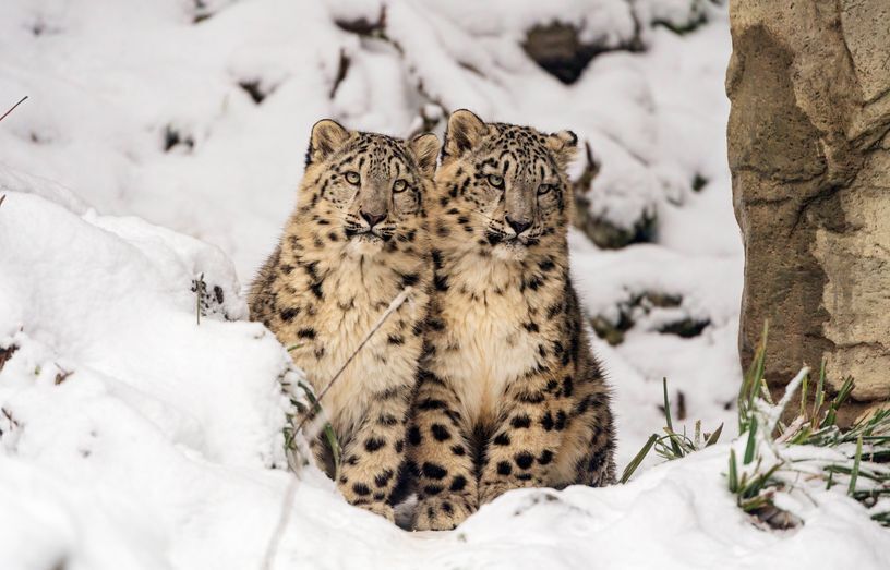 Фотографии животных, которые привлекают внимание