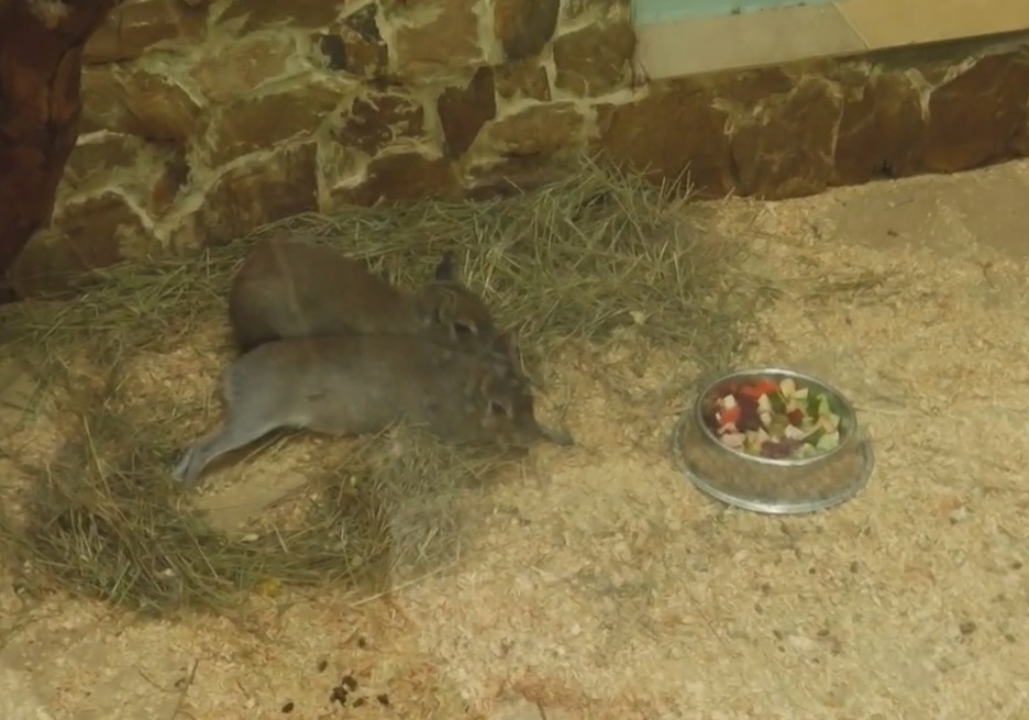 Зоопарк в Омске. 12 лет "на том же месте"!!!