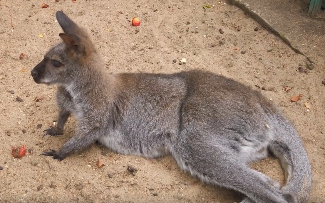 Зоопарк в Омске. 12 лет "на том же месте"!!!