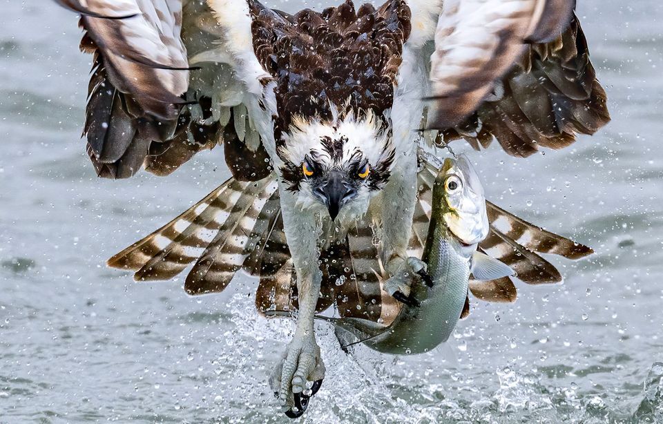 Фотографии животных, которые привлекают внимание