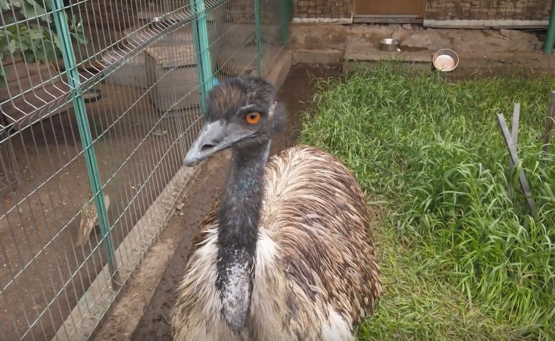 Зоопарк в Омске. 12 лет "на том же месте"!!!