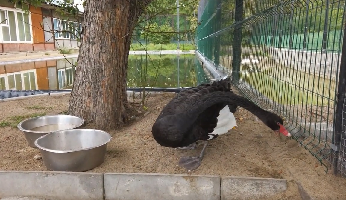 Зоопарк в Омске. 12 лет "на том же месте"!!!