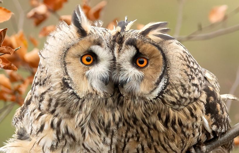 Фотографии животных, которые привлекают внимание