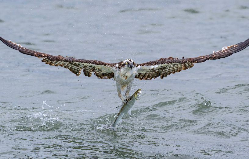 Фотографии животных, которые привлекают внимание