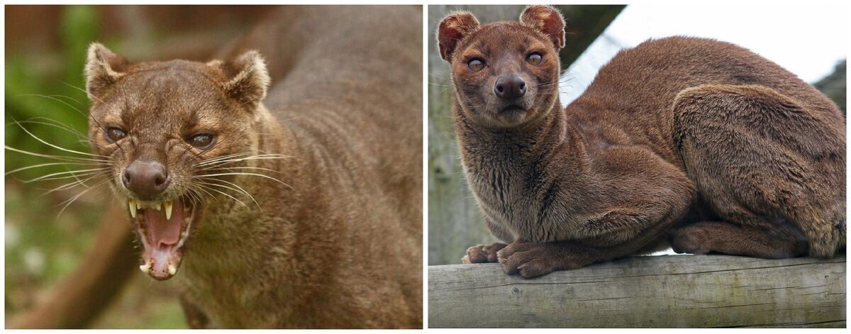 Мифы и легенды о происхождении кошек