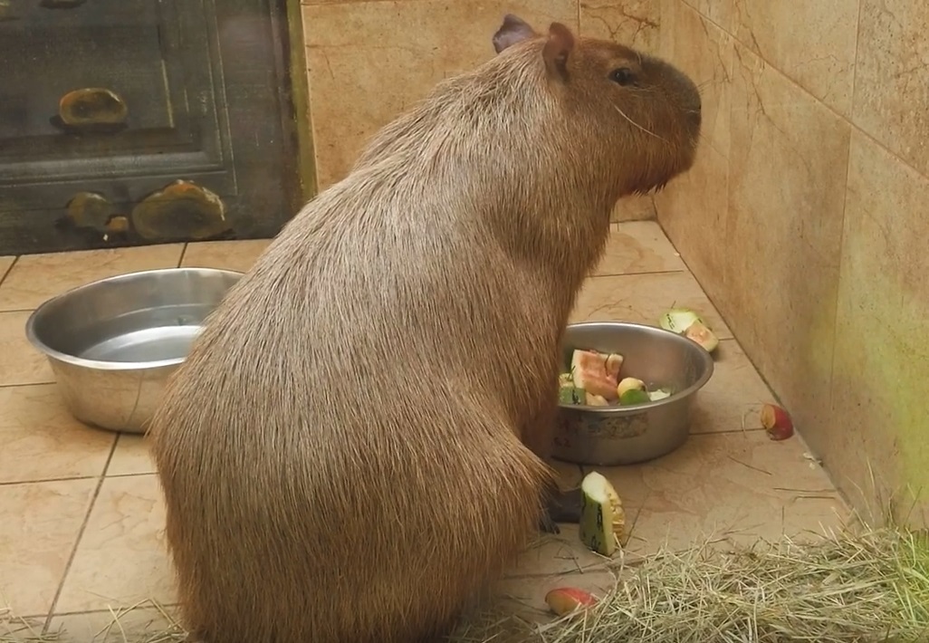 Зоопарк в Омске. 12 лет "на том же месте"!!!