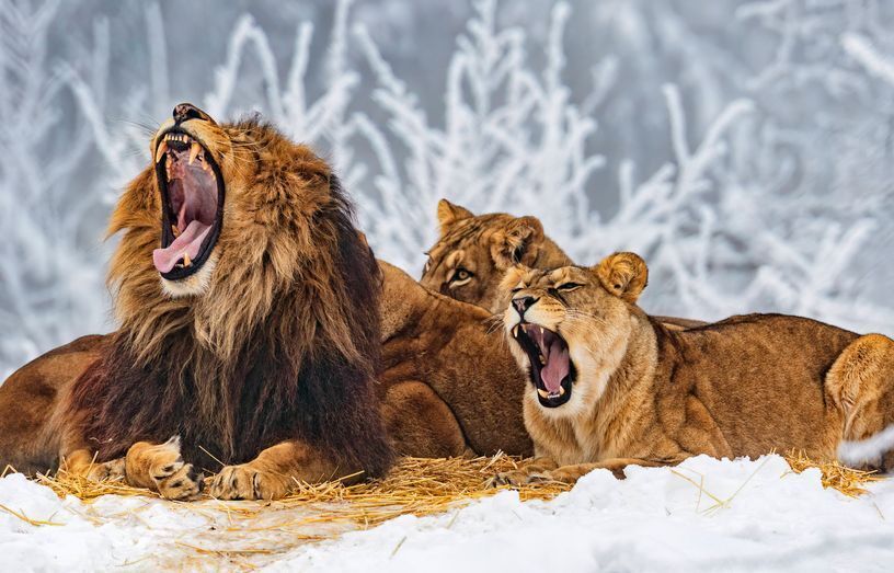 Фотографии животных, которые привлекают внимание