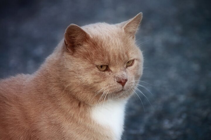 Способны ли кошки чувствовать душевную или физическую боль человека?