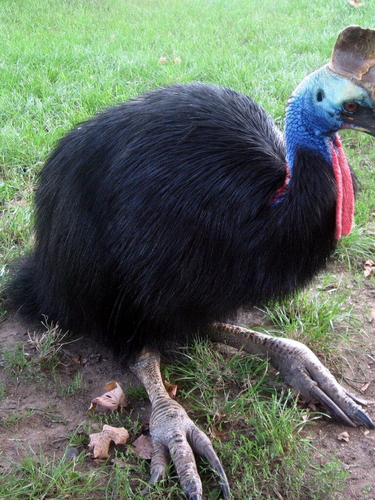 Самая опасная в мире птица - Казуар