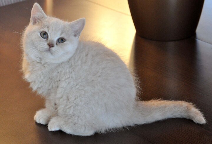 Способны ли кошки чувствовать душевную или физическую боль человека?