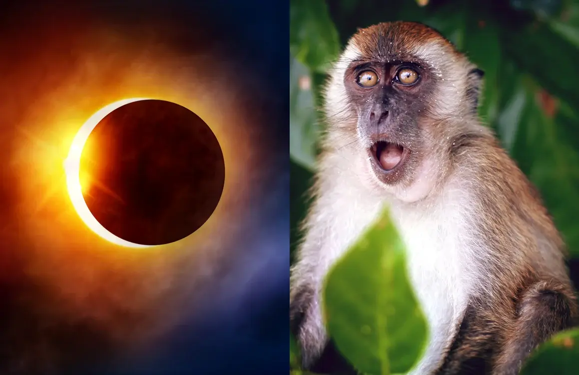 Как странно отреагировали животные на затмение.