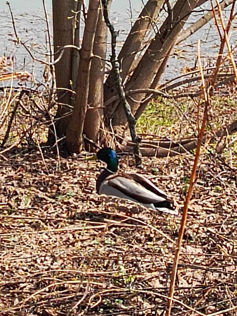 Пришла весна – пора гулять! Моя прогулка по Парку «Кузьминки» в Москве. История Усадьбы, Дед Мороз, Тропа сказок. Фото