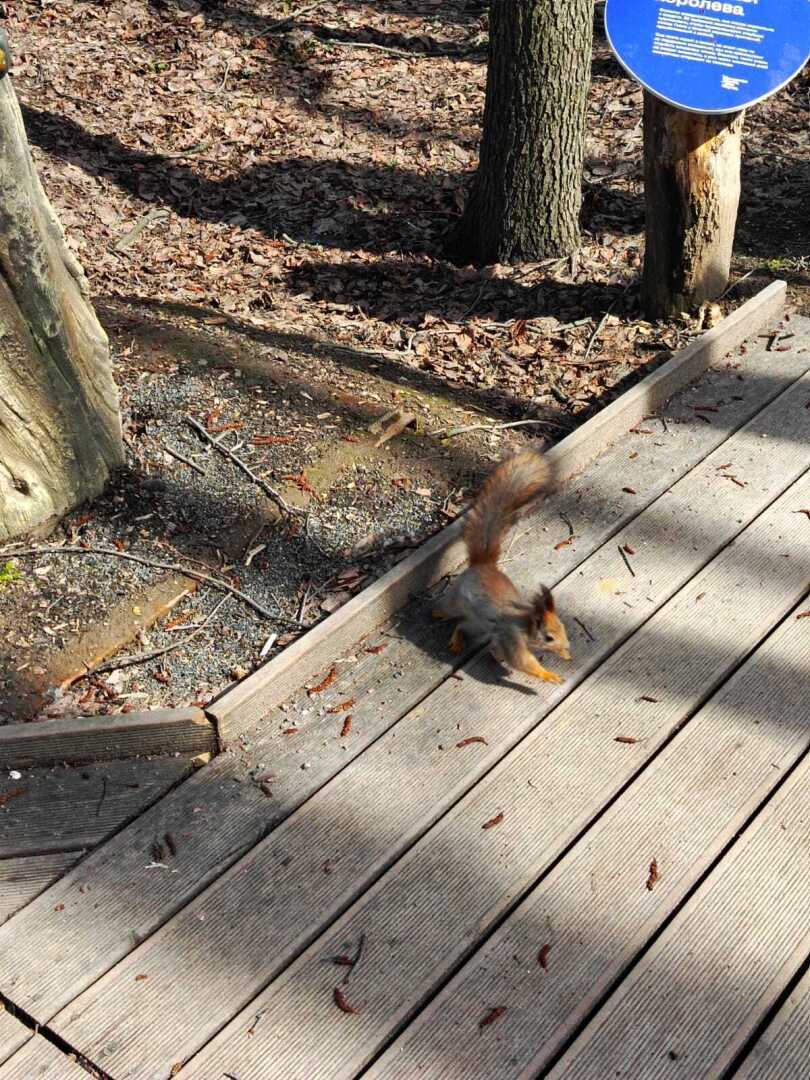 Пришла весна – пора гулять! Моя прогулка по Парку «Кузьминки» в Москве. История Усадьбы, Дед Мороз, Тропа сказок. Фото