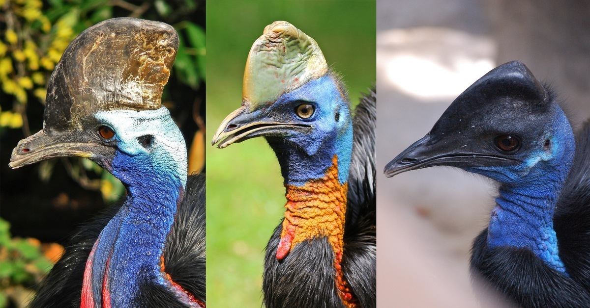 Самая опасная в мире птица - Казуар