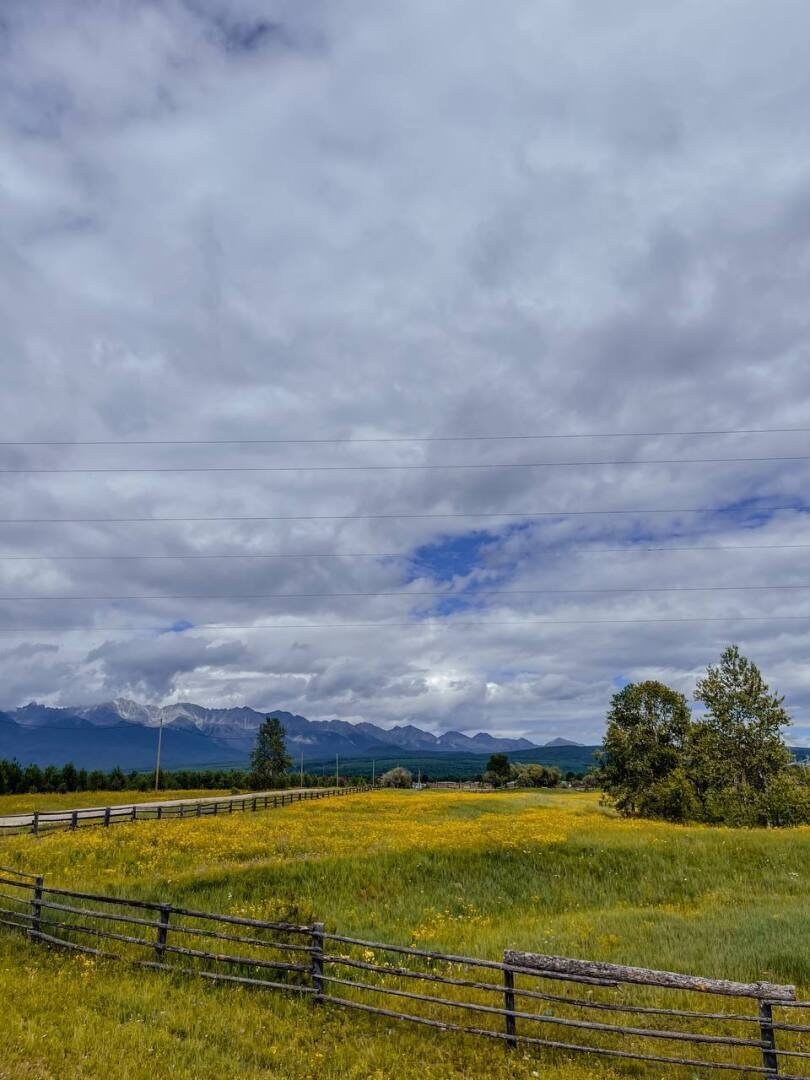 Немного инфы про Хвойники