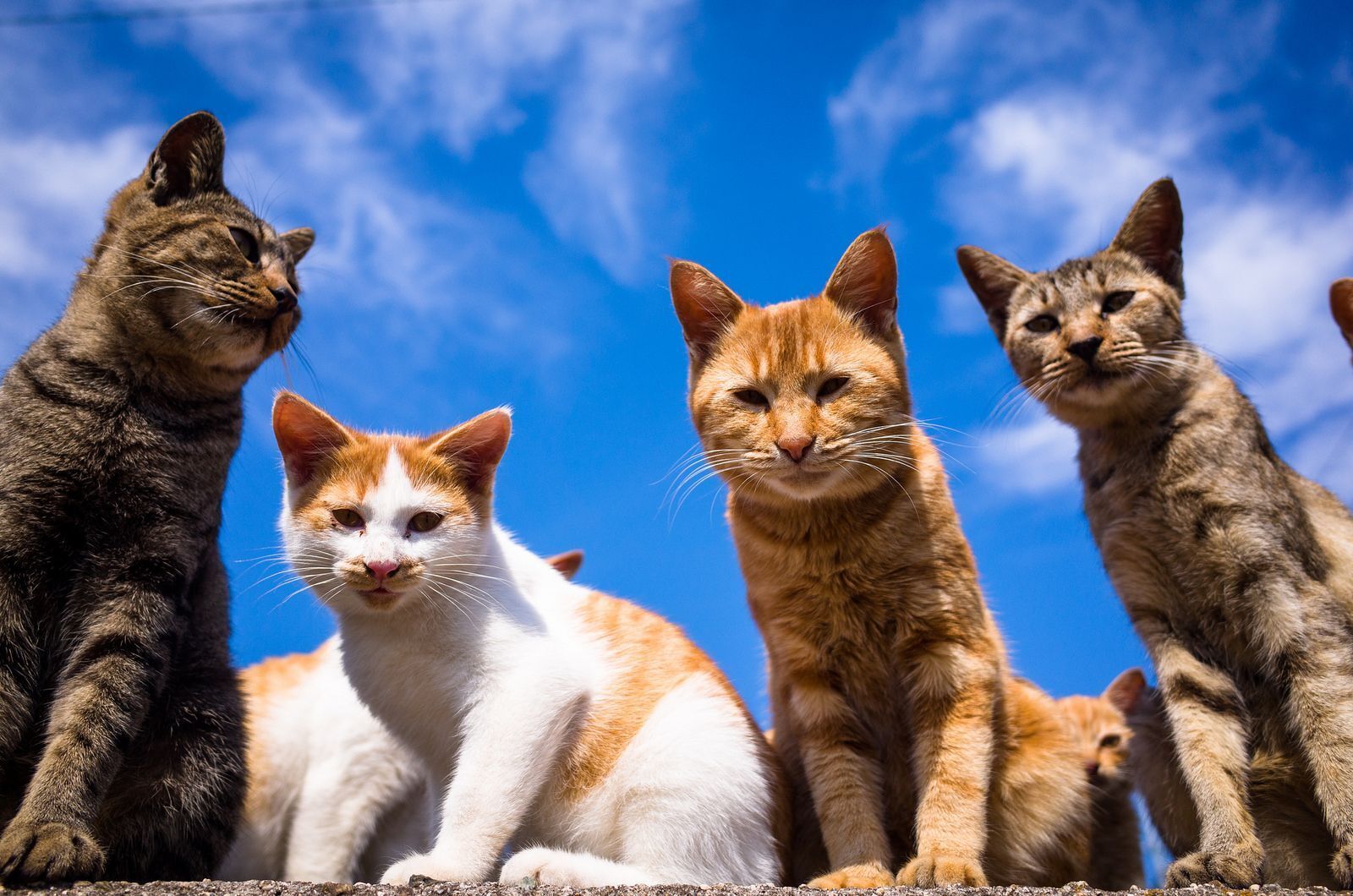 Тема кошки.