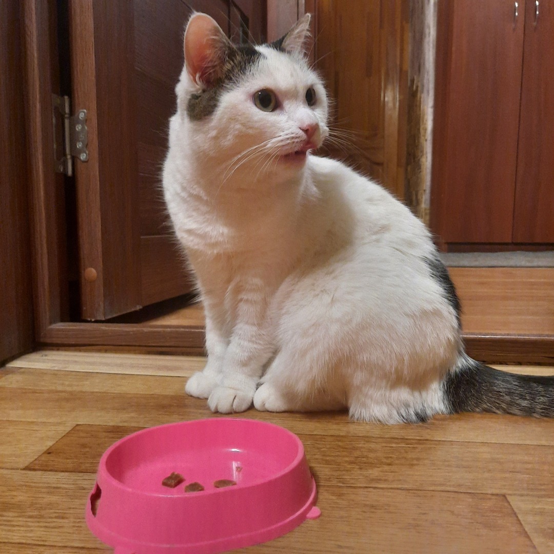 Обзор кормов Jarvi. Моя посылка.