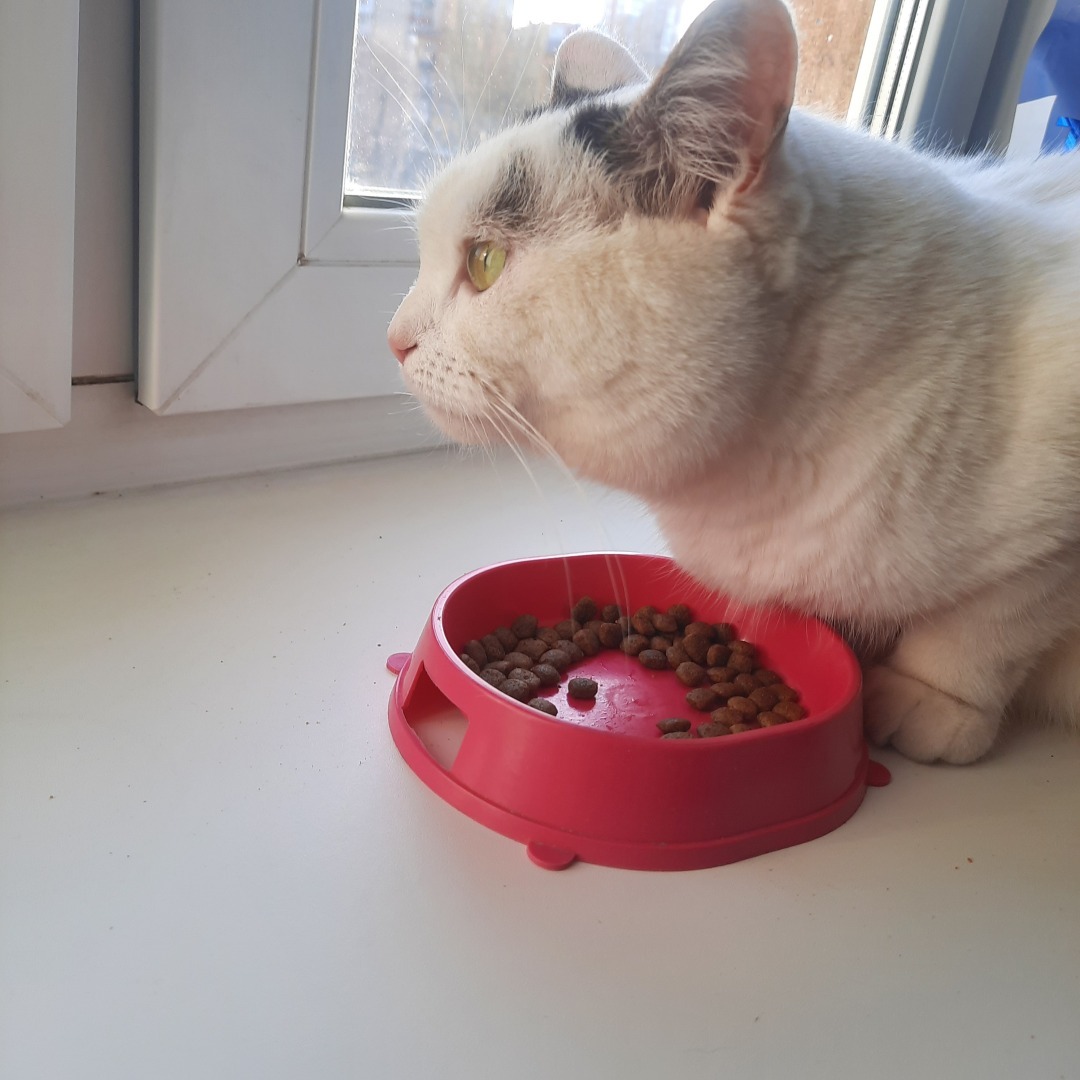 Обзор кормов Jarvi. Моя посылка.