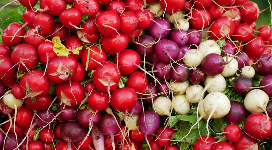 😲20 сортов вкуснейшего редиса 😲