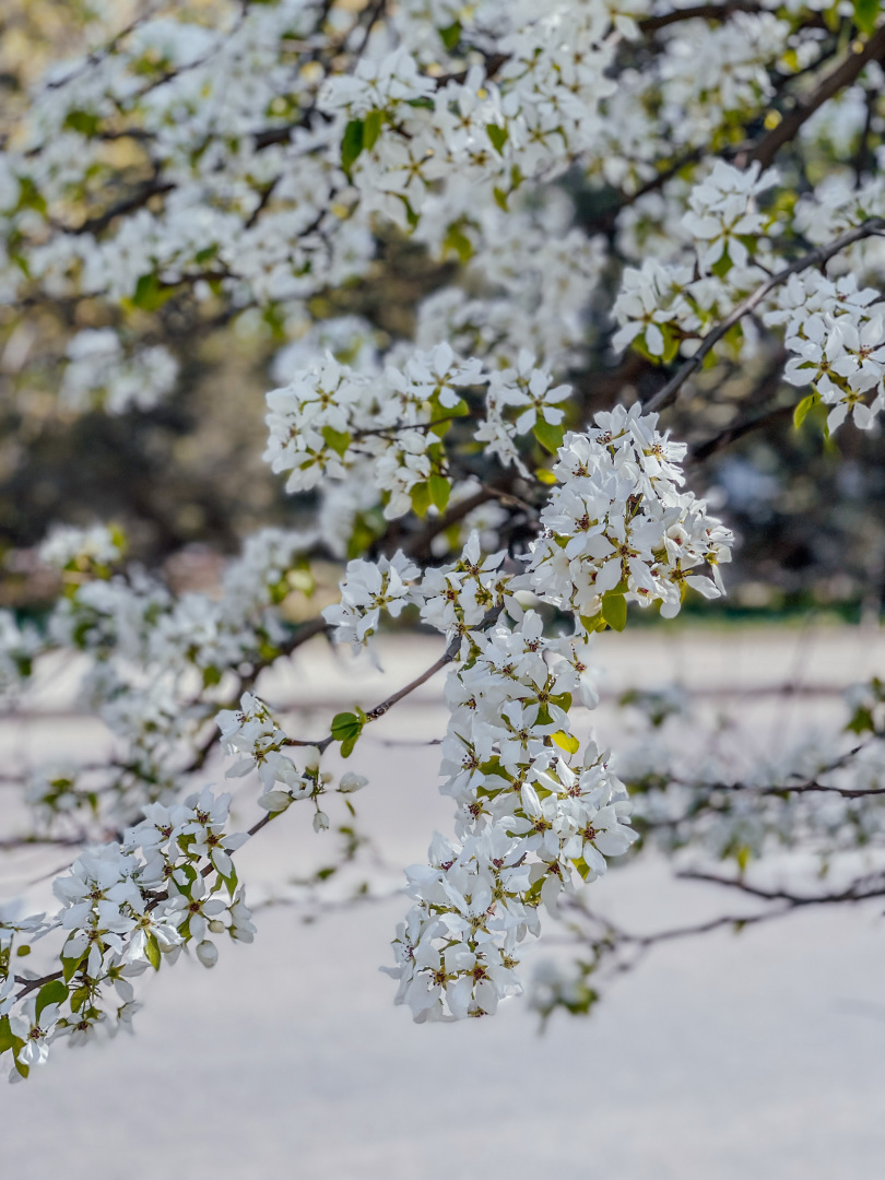 Как спасать наши сливы, яблони, абрикосы и другие культуры от манилиоза?