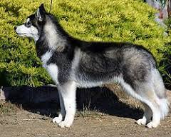 5 пород собак, которых "обычному человеку" не стоит заводить