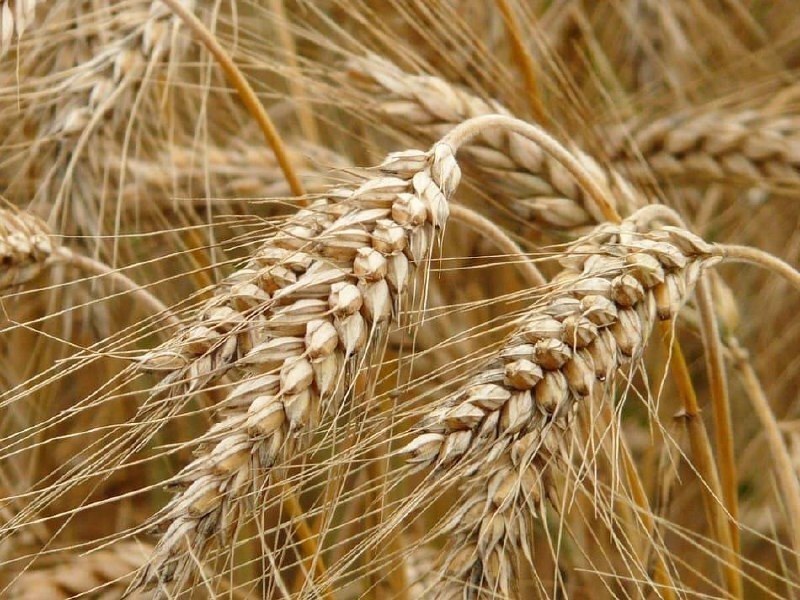 Какие животные сейчас лакомятся тем, что было основным продуктом питания крестьян средневековой Европы?