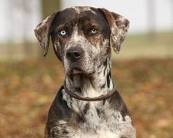 5 пород собак, которых "обычному человеку" не стоит заводить