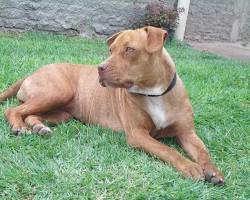 5 пород собак, которых "обычному человеку" не стоит заводить