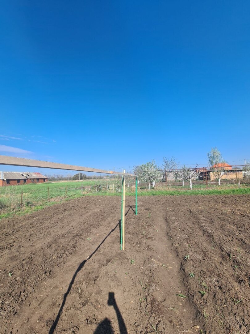 Сделали шпалеру для огурцов