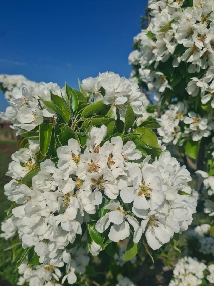 Сделали шпалеру для огурцов