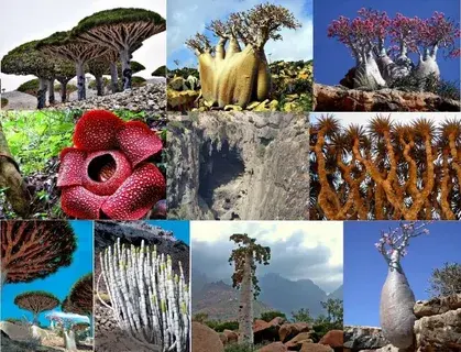 Остров Сокотра — удивительный архипелаг, богатая история и культура.