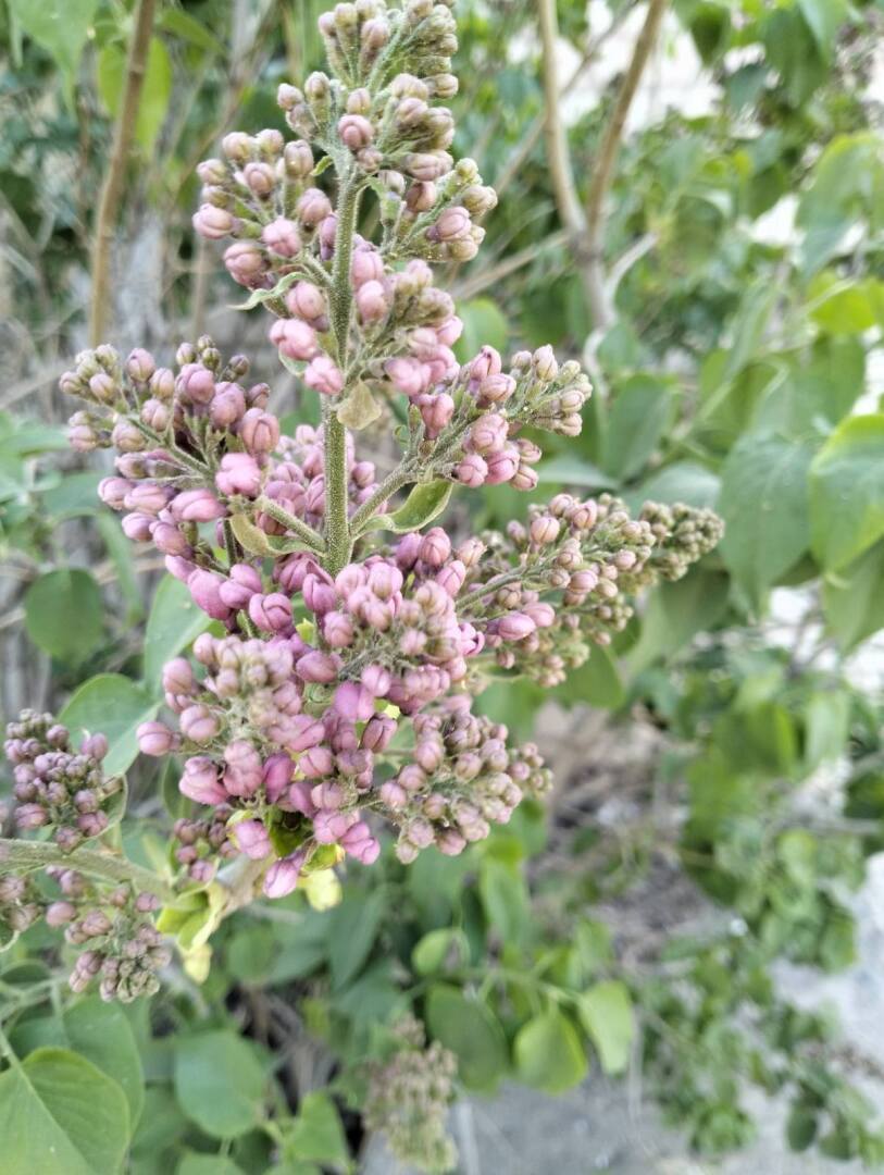 Апрель-сирень