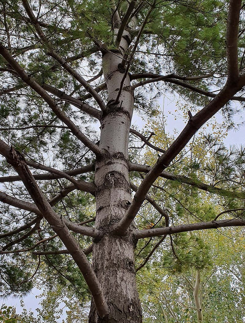 Набор для выращивания сосны Веймутова из семян. Надо приготовить семена сей сосны к проращиванию и к посадке. Сделал. Посадил. Жду.