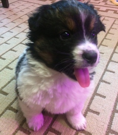 Наступить в это - к деньгам! Примета верная