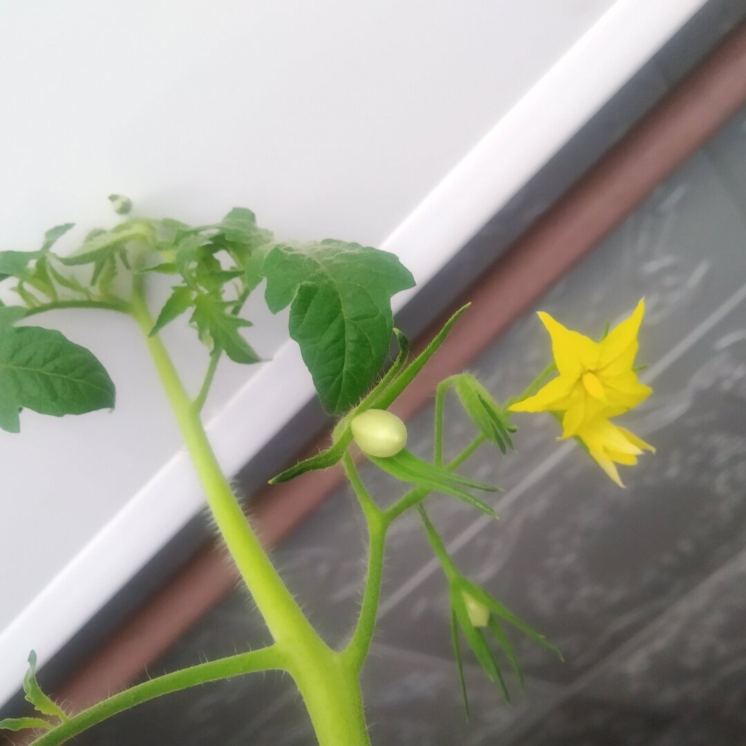 Нет огорода? Не беда: как я вырастила помидорки дома и сколько урожая получилось