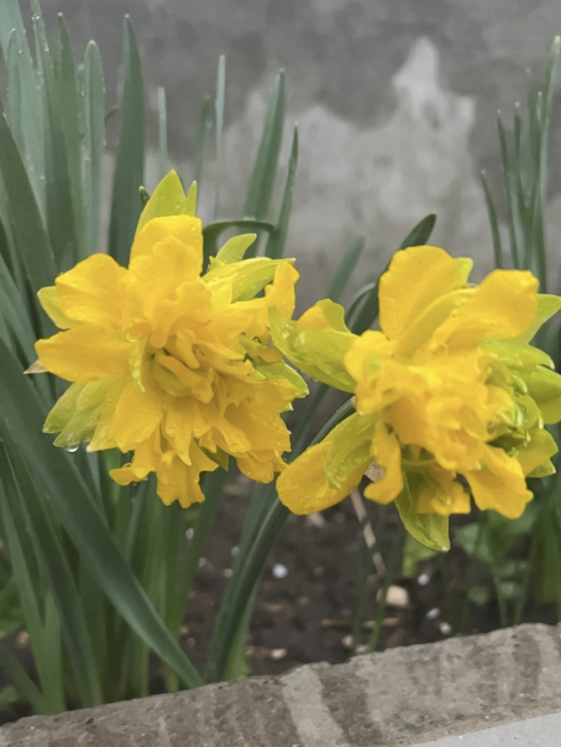 Фиктивные разводы привели к следующим изменениям...!