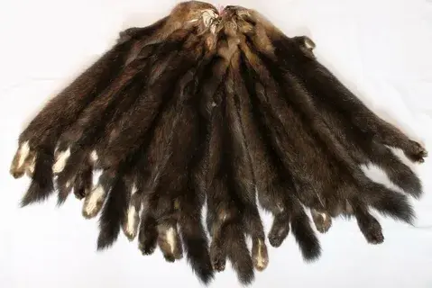 В средние века знатные дамы подвешивали к своим нарядам шкурки животных. Кого они ловили таким образом?