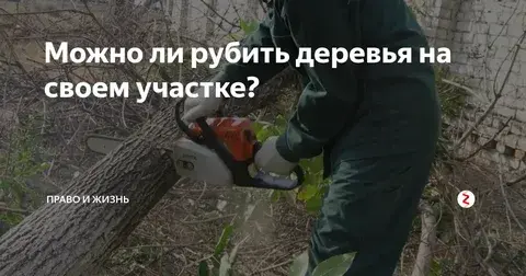 1,5 года лишения свободы за вырубку деревьев на своем личном участке: разбираем решение суда.Случаи из практики