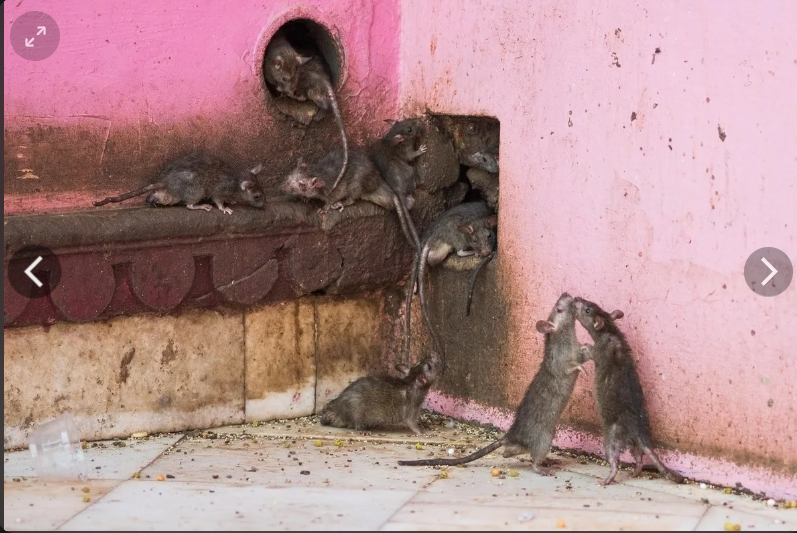 Нью-Йорк под угрозой: Как крысы захватывают город