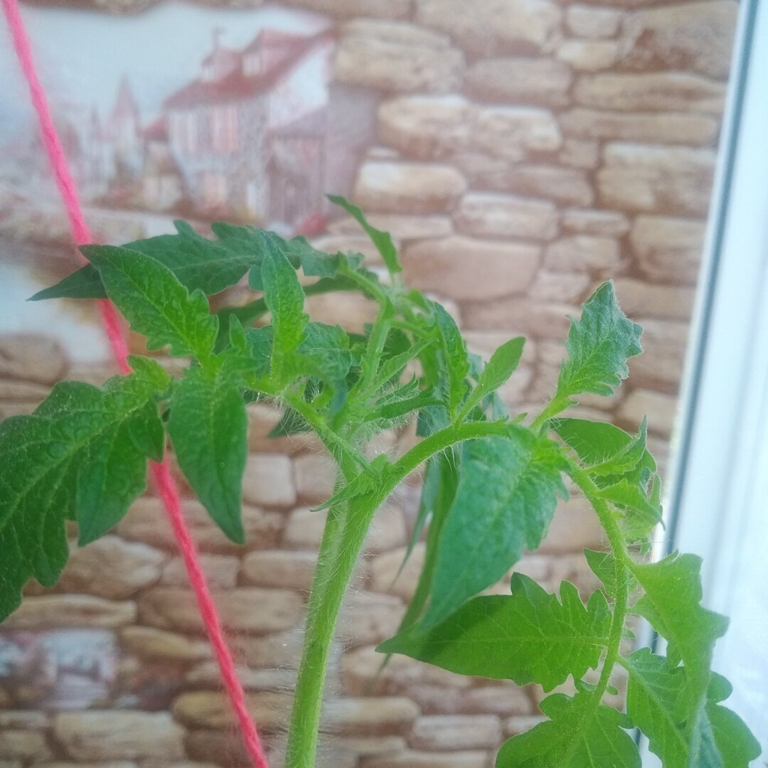 Нет огорода? Не беда: как я вырастила помидорки дома и сколько урожая получилось