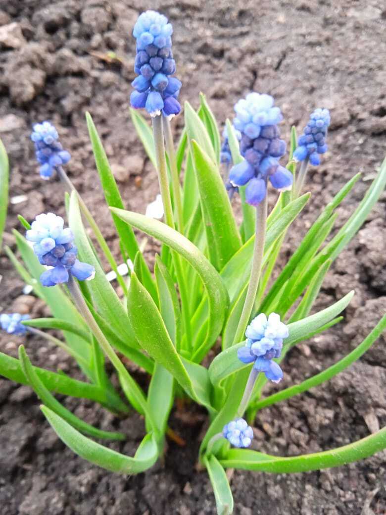 Апрельские выходные на даче: мои новые покупки - саженцы клубники Гигантелла Максим с размером ягод до 100 гр., колоновидные черешни