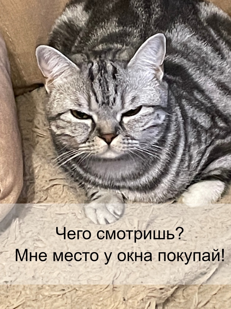 Действительно хорошие новости от "Аэрофлота": теперь любимого питомца можно перевозить на соседнем кресле!