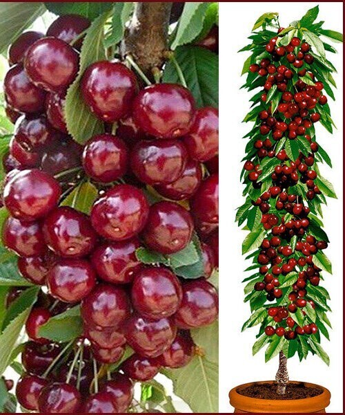 Апрельские выходные на даче: мои новые покупки - саженцы клубники Гигантелла Максим с размером ягод до 100 гр., колоновидные черешни