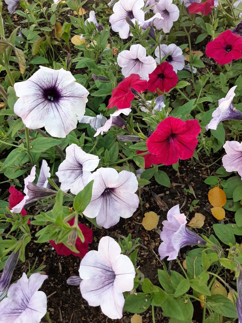 Как я посетила парк стадиона «Беломорец». Впечатления и красивые кадры