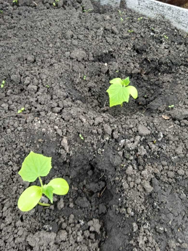 Апрельские выходные на даче: мои новые покупки - саженцы клубники Гигантелла Максим с размером ягод до 100 гр., колоновидные черешни