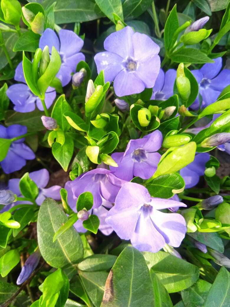 Апрельские выходные на даче: мои новые покупки - саженцы клубники Гигантелла Максим с размером ягод до 100 гр., колоновидные черешни